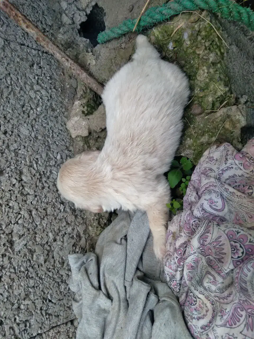 واگذاری توله تریر|سگ|لاهیجان, لیالستان|دیوار