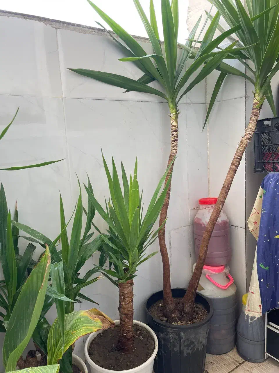 گل و گیاه فروش کلی با قیمت پیشنهادی خودتون|گل و گیاه طبیعی|مشهد, توس (بلوار توس)|دیوار