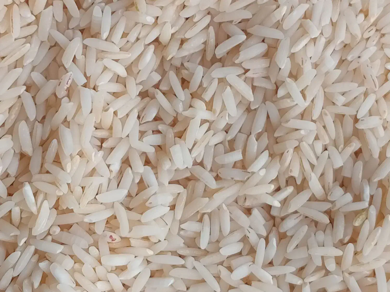 فروش برنج هاشمی سورتینگ زده|خوردنی و آشامیدنی|کلاچای, |دیوار