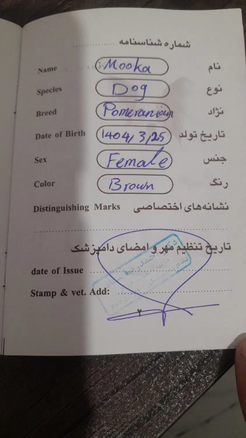 سگ دستی نجات پامر|سگ|مسجد سلیمان, |دیوار