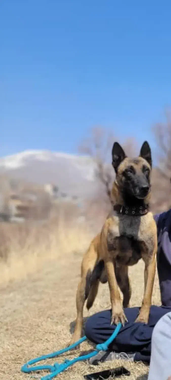 بلژین ملینوا|سگ|گرگان, |دیوار