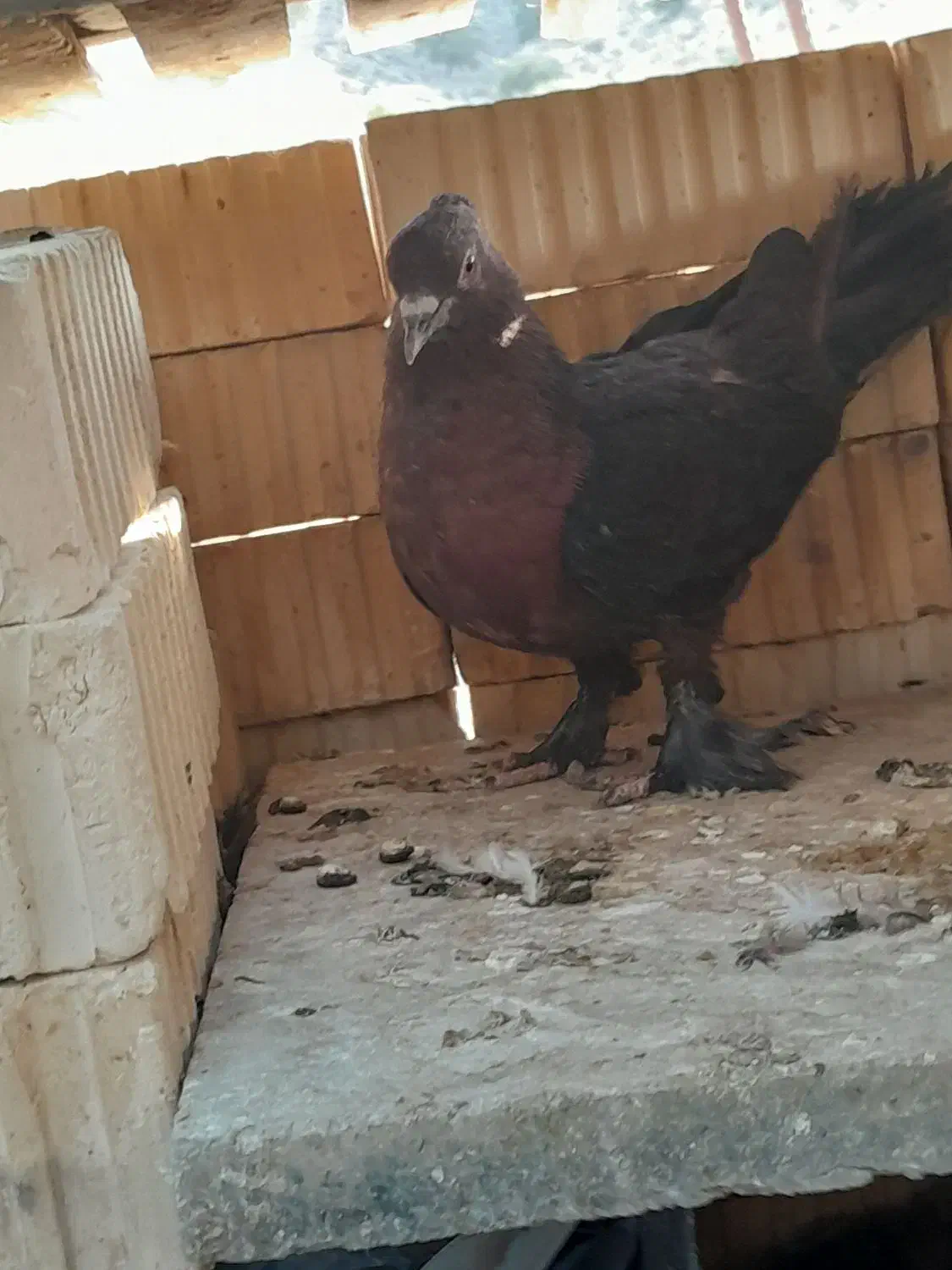 کبوتر یا کفتر|پرنده|کوه چنار, |دیوار