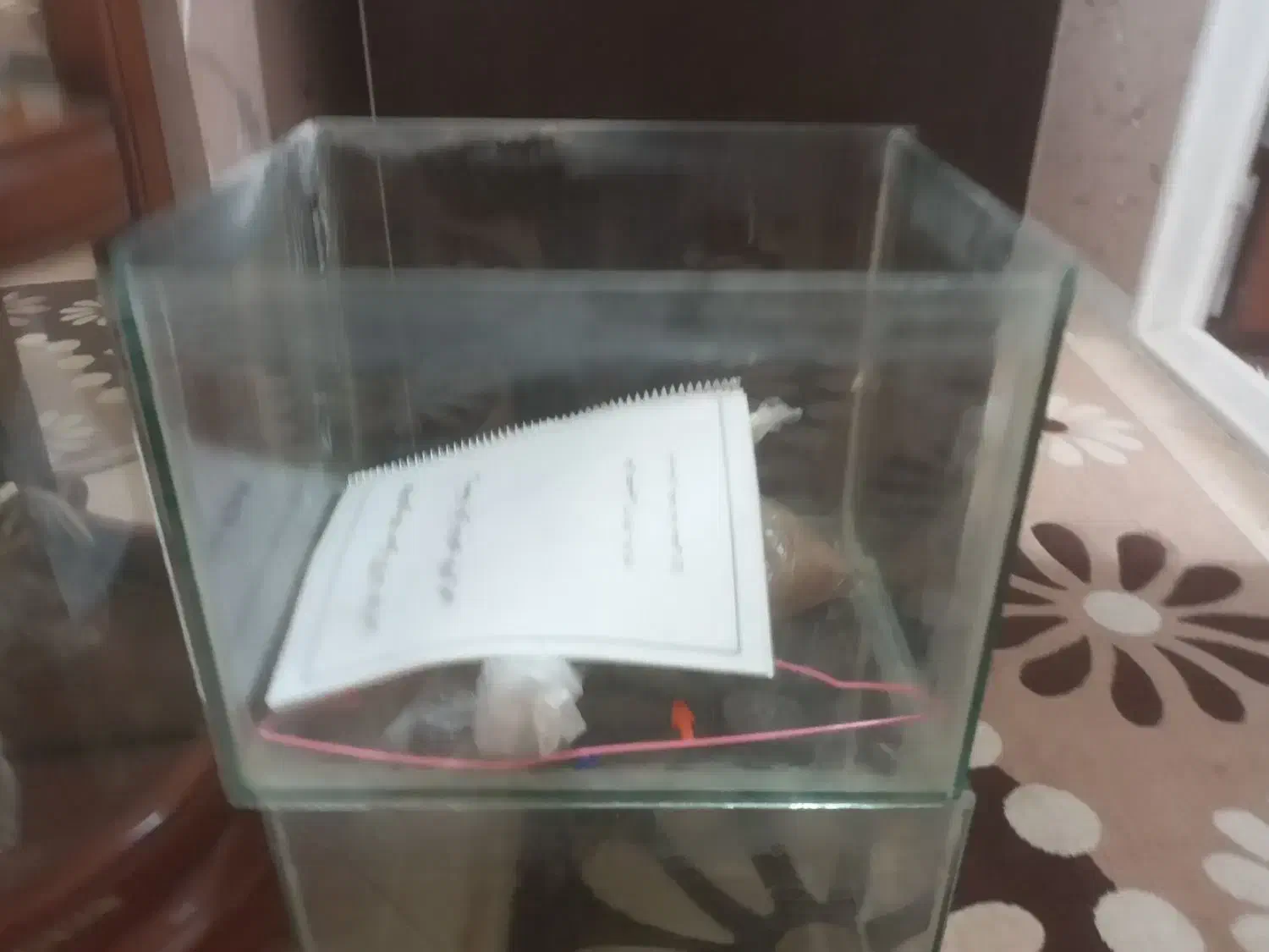 ۲ عدد آکواریوم|ماهی|مراغه, |دیوار