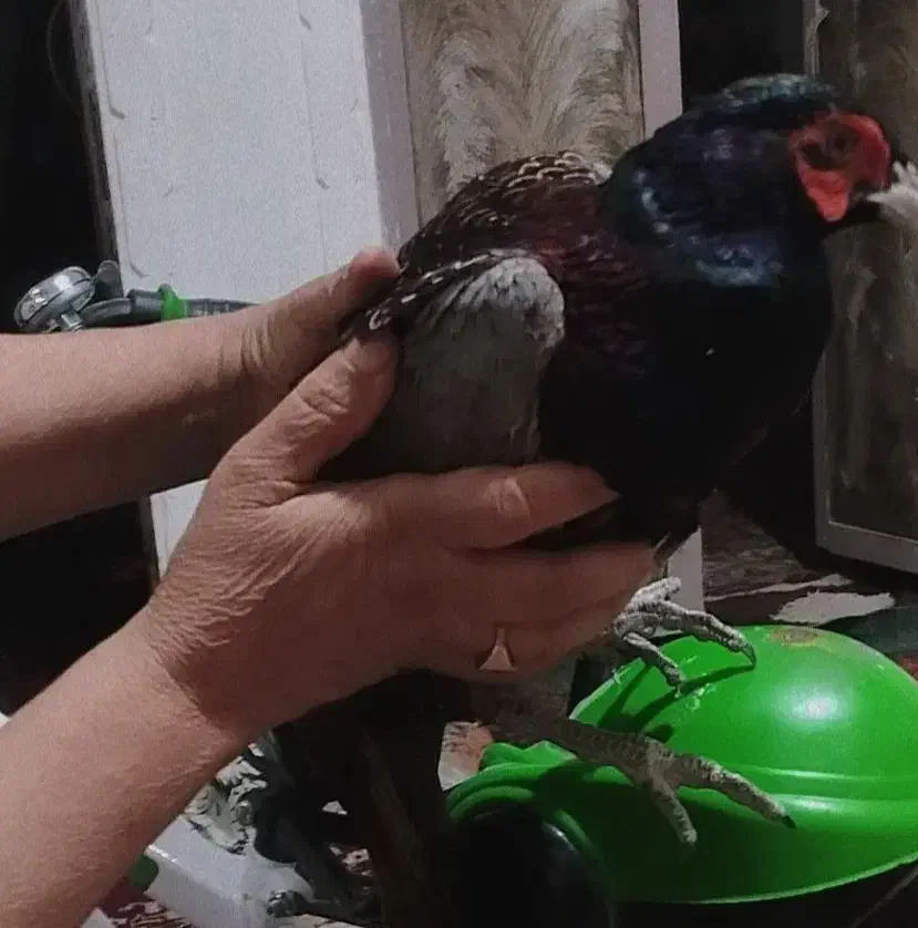 پرنده|پرنده|زهک, |دیوار