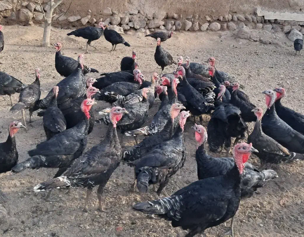 بوقلمون|حیوانات مزرعه|مشگین شهر, |دیوار