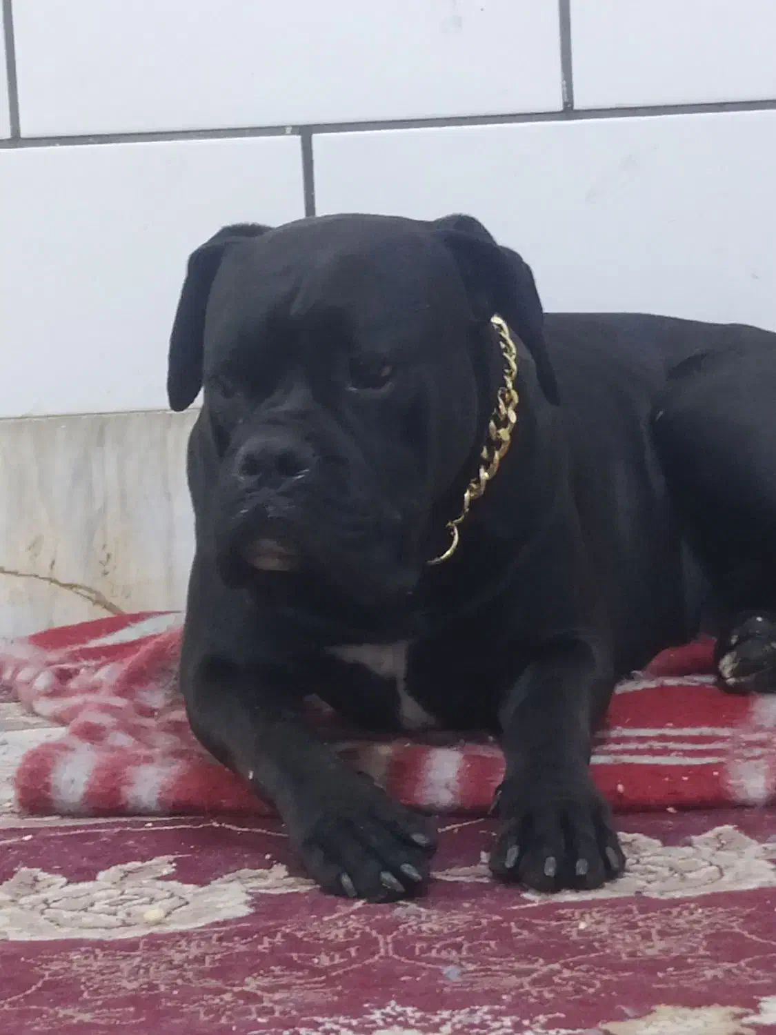 کین کورسو|سگ|خمین, |دیوار