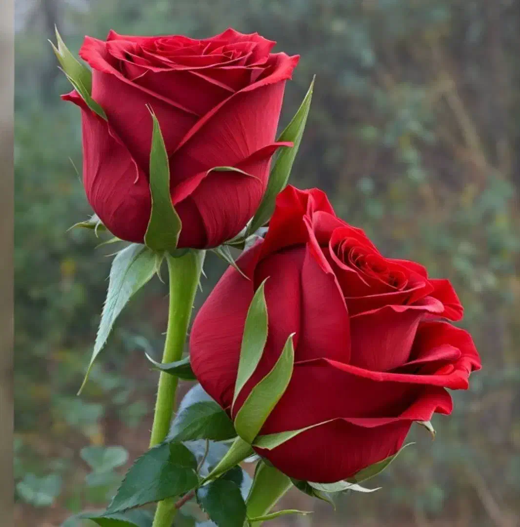 استخدام همکار خانم|استخدام بازاریابی و فروش|شوشتر, |دیوار