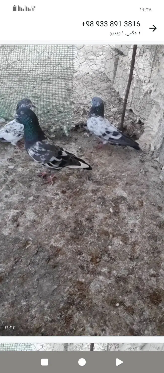 کبوتر|پرنده|ریگ, |دیوار