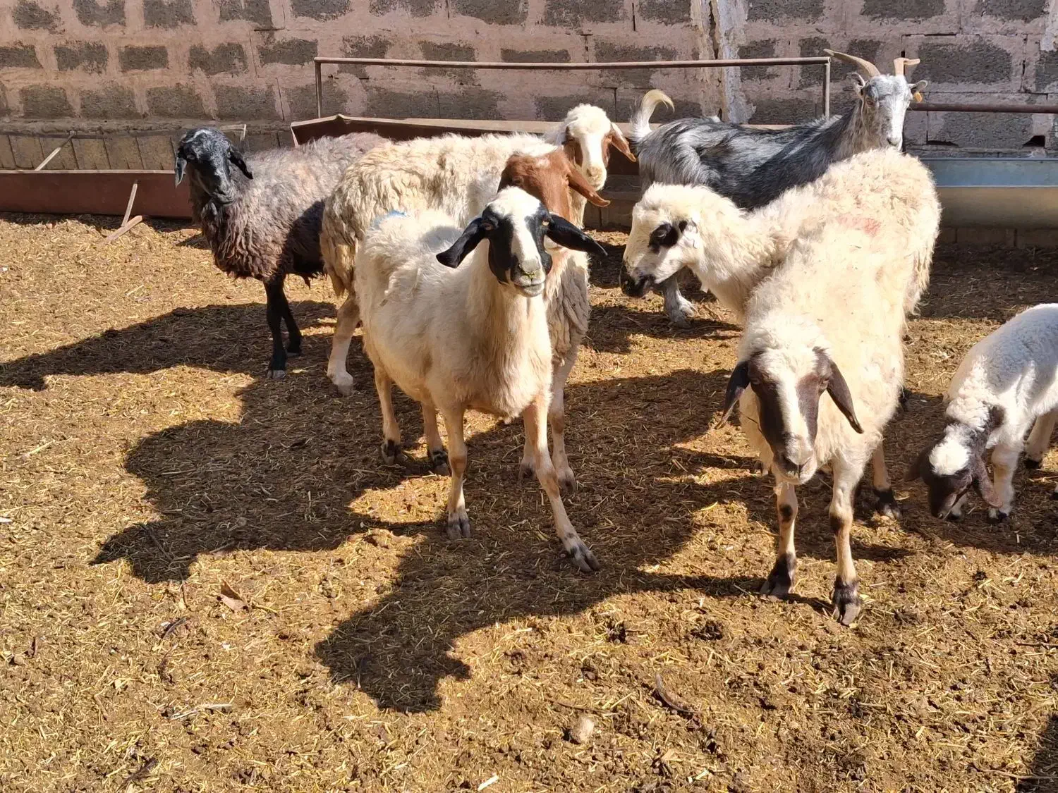 میش آبستن بره دار|حیوانات مزرعه|خمینی‌شهر, |دیوار