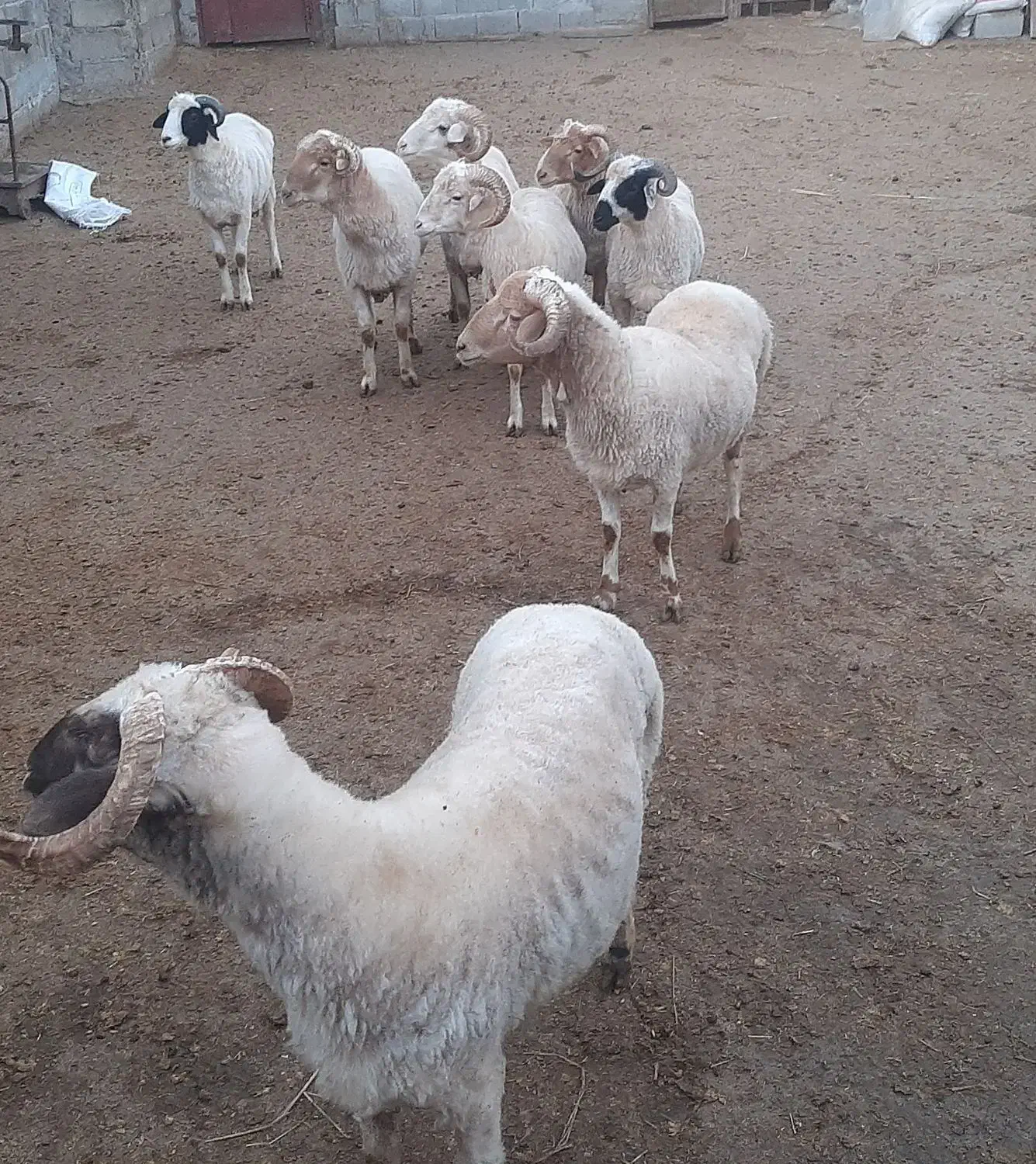 فروش گوسفندنر وماده چاق|حیوانات مزرعه|شاندرمن, |دیوار