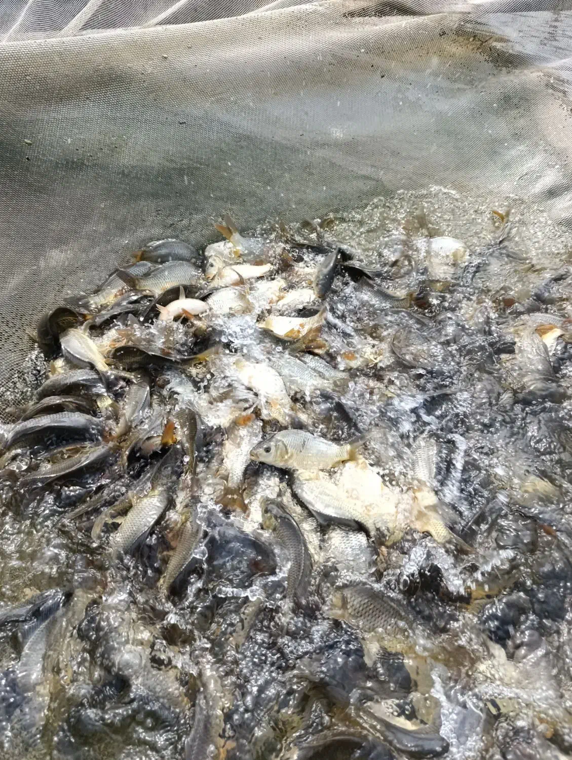 کپور ،امور|عمدهفروشی|اهواز, آریاشهر|دیوار