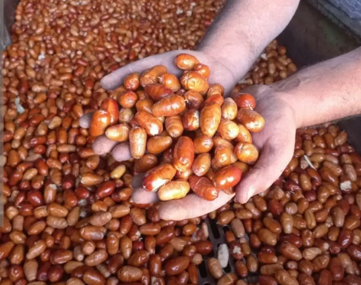 سنجد تازه|خوردنی و آشامیدنی|رباط‌کریم, نصیرشهر|دیوار