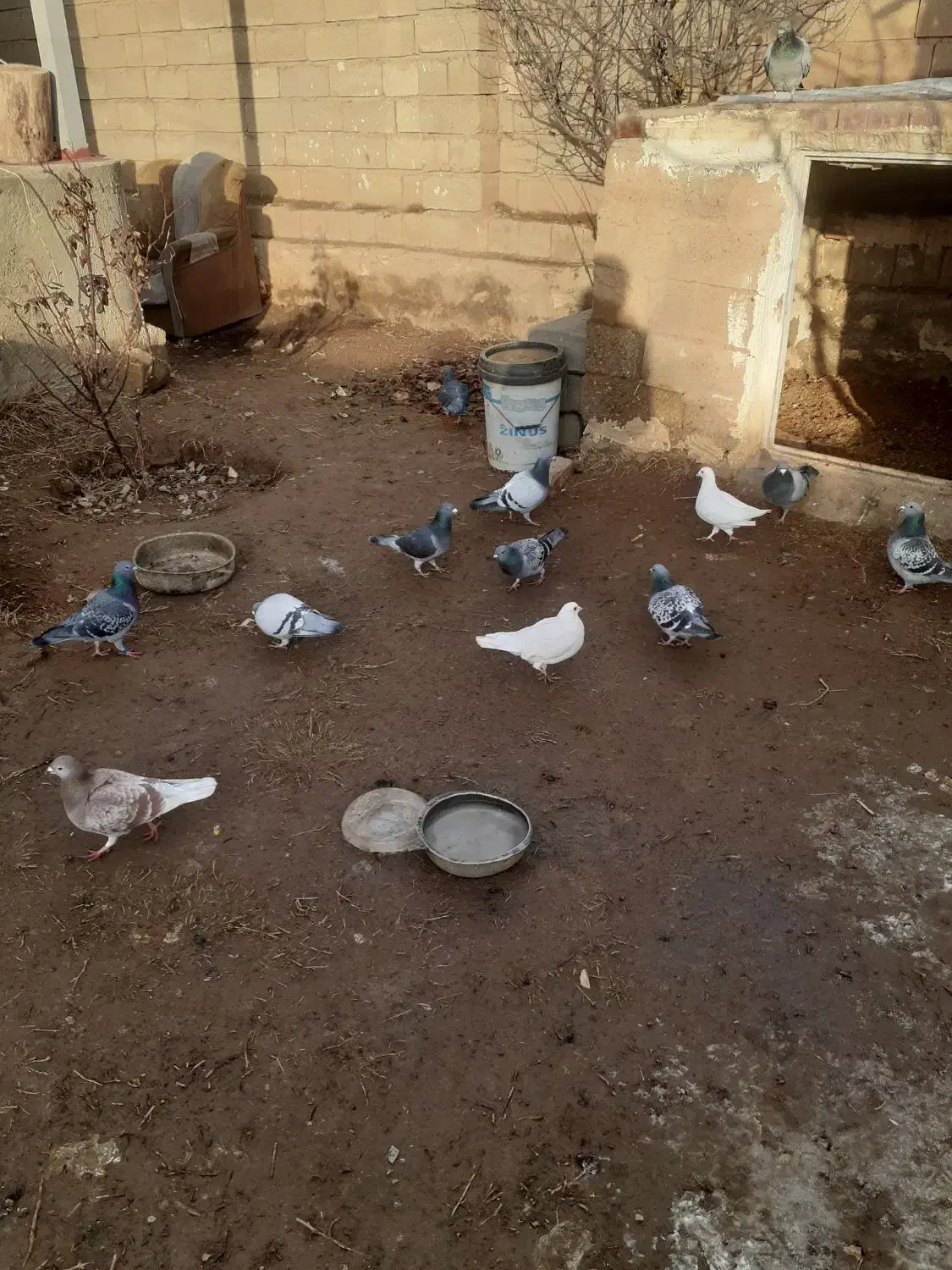 کبوتر پلاکی|پرنده|چهاربرج, |دیوار