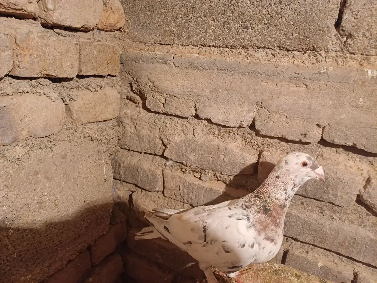 کبوتر|لوازم جانبی حیوانات|سبزوار, امیر کبیر|دیوار