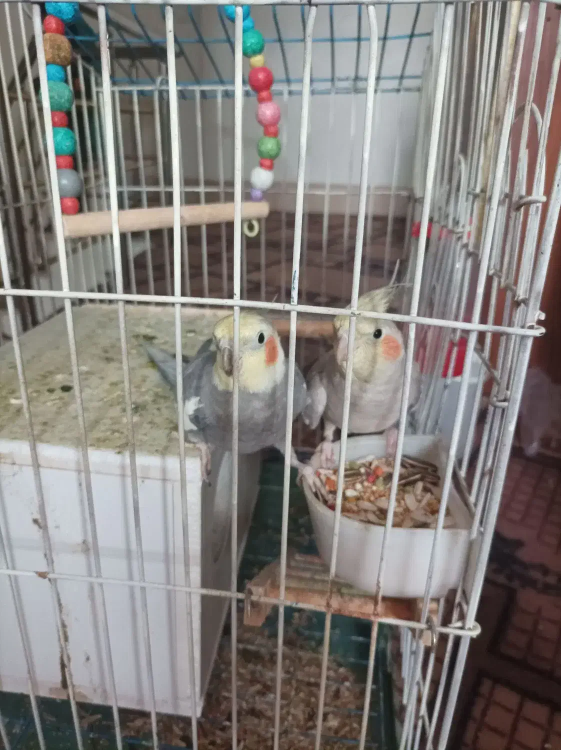 عروس هلندی مولد|پرنده|رباط‌کریم, شترخوار|دیوار