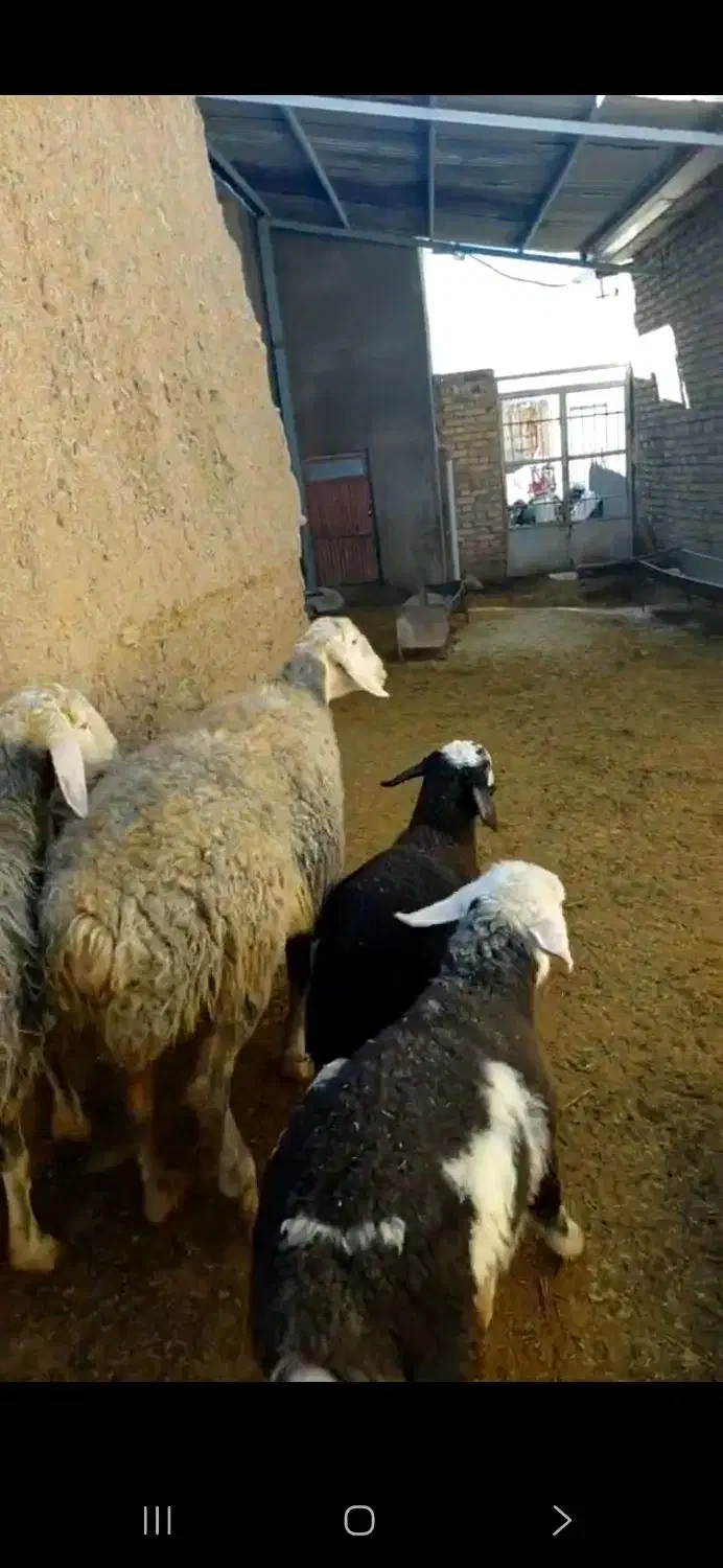 شیشک میش|حیوانات مزرعه|قزوین, |دیوار