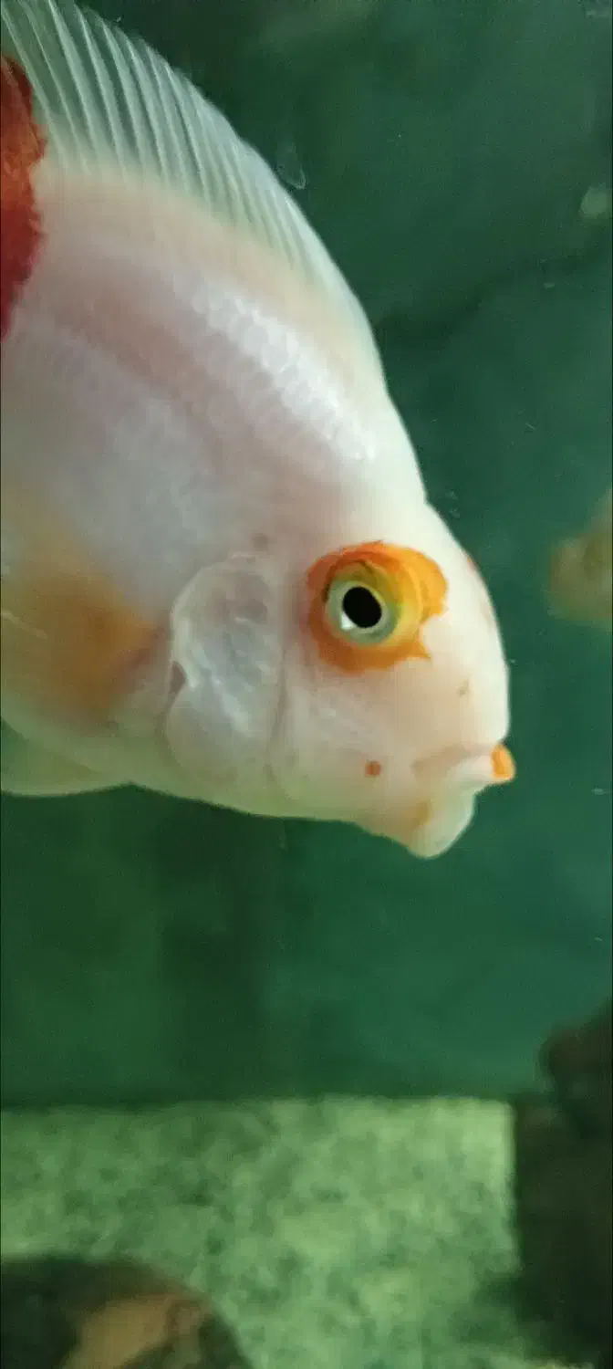 پرت کوهاکو|ماهی|شیراز, وصال|دیوار