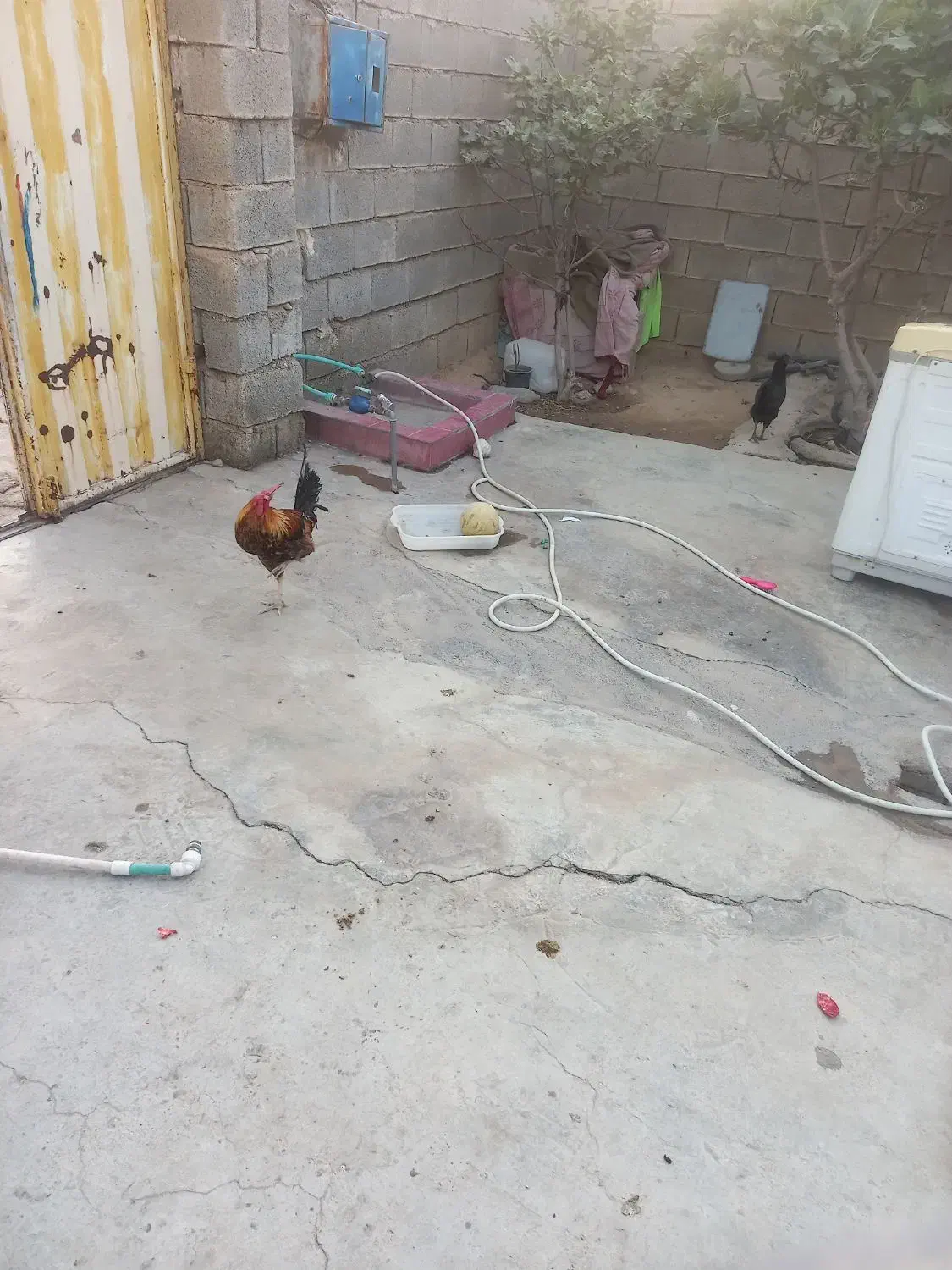 فروش خروس خوشگل و گلین|حیوانات مزرعه|باغ ملک, |دیوار