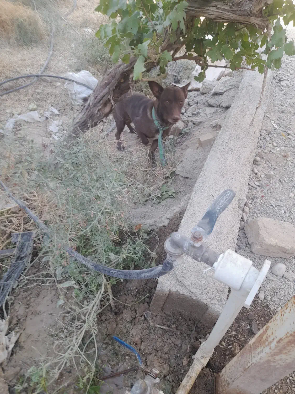 سگ خانگی|حیوانات|دامغان, |دیوار