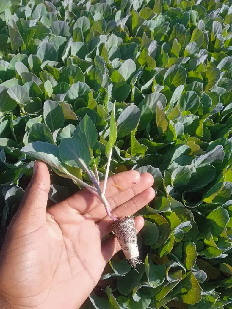 نشا کلم گلوپ مستر|عمدهفروشی|توکهور, |دیوار