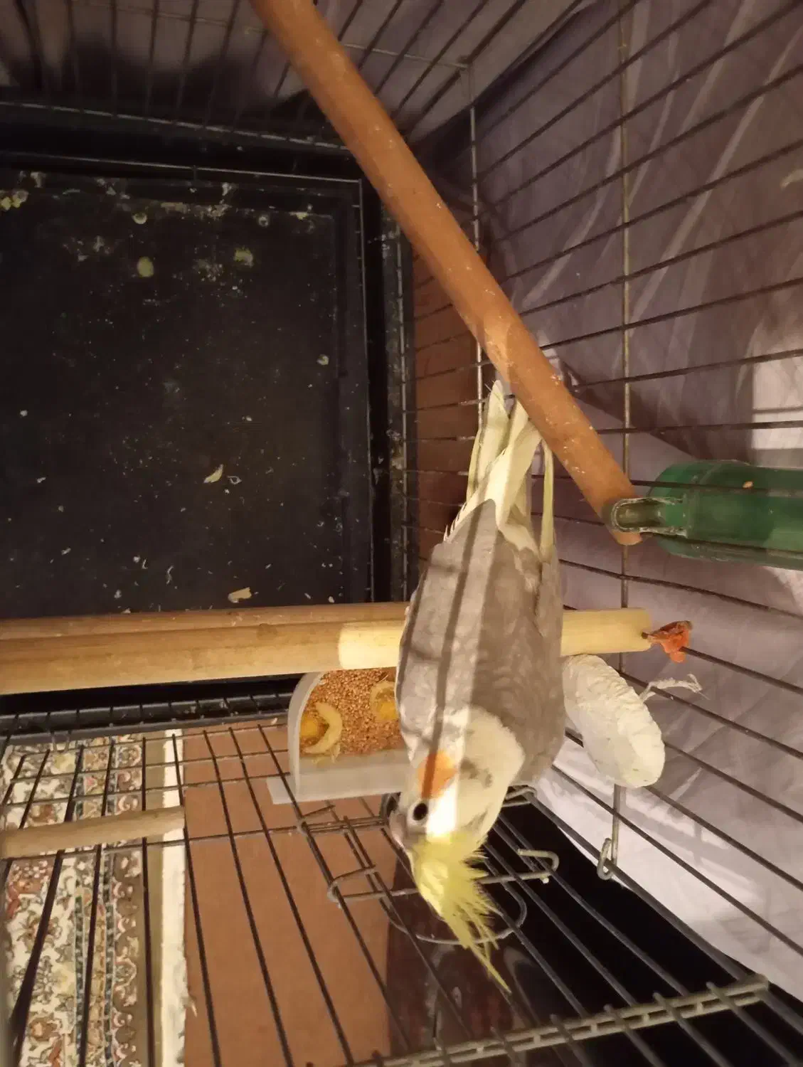 عروس هلندی ماده|پرنده|الوند, |دیوار