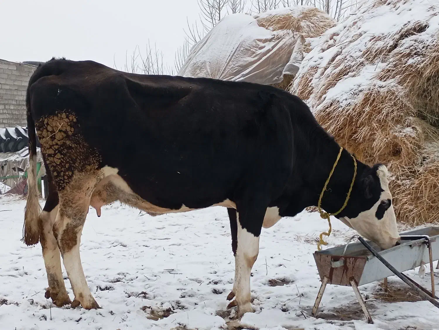 گاو شیری سمینتال|حیوانات مزرعه|نظر کهریزی, |دیوار