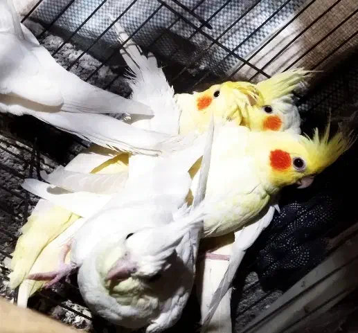 جوجه عروس هلندی|پرنده|لنگرود, |دیوار