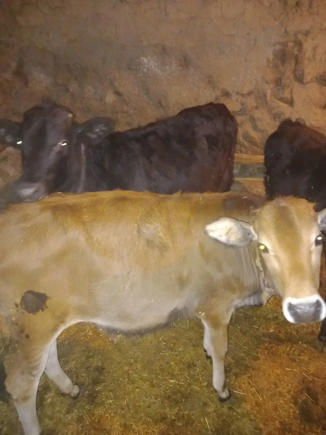 سه گوساله محلی یکی نر ودو ماده|حیوانات مزرعه|حسین آباد, |دیوار