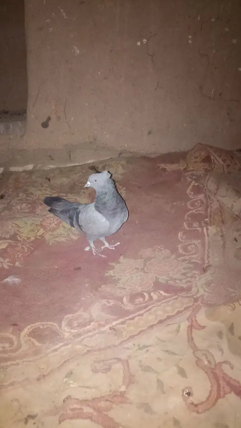 کبوتر|پرنده|گنبکی, |دیوار