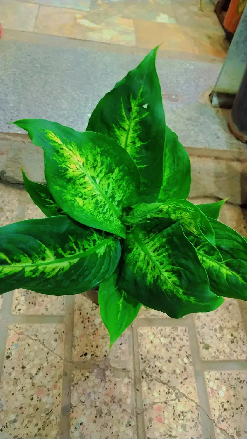 گل طبیعی اگلونماقرمز|گل و گیاه طبیعی|مشهد, ایثارگران|دیوار