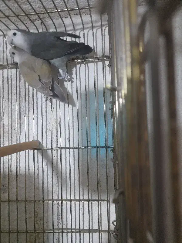 طوطی کوتوله رنگ خاص زینتی|پرنده|تبریز, |دیوار