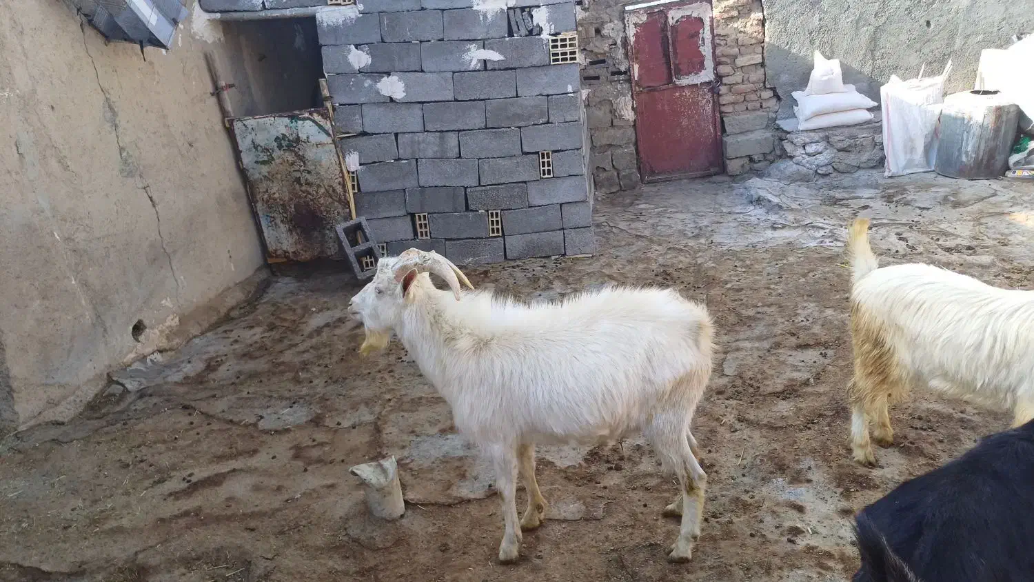 نربز سانن|حیوانات مزرعه|دهگلان, |دیوار