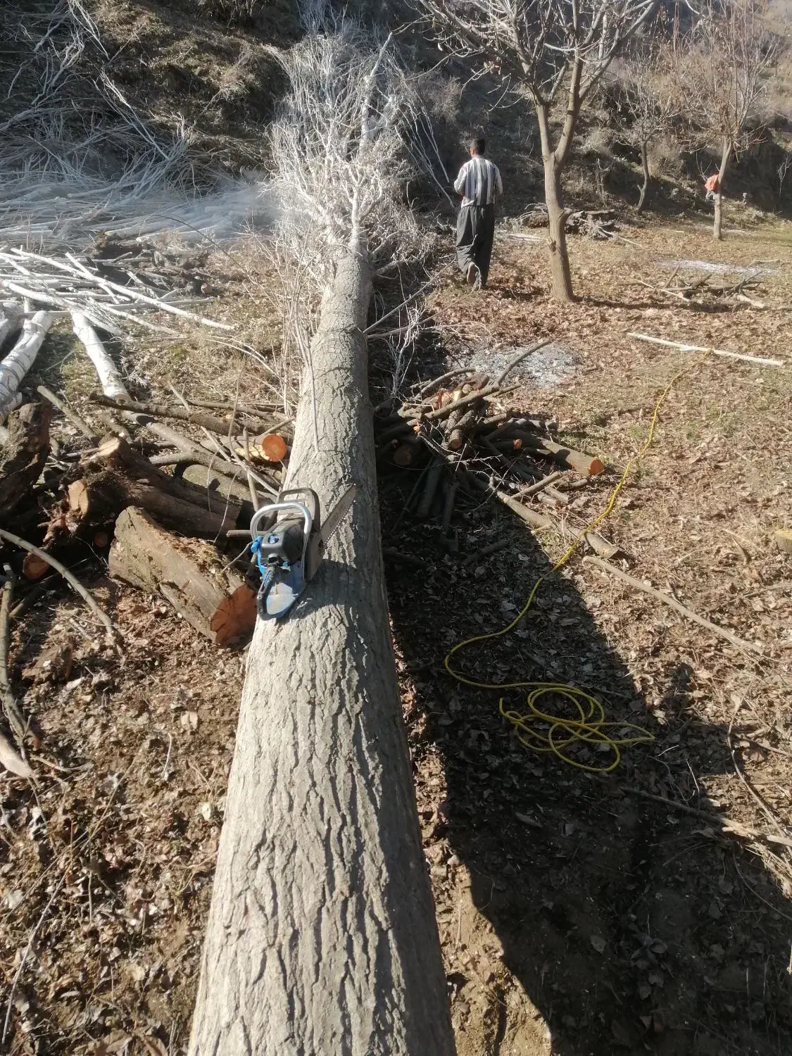 خرید چوب|خدمات باغبانی و درختکاری|سنندج, |دیوار