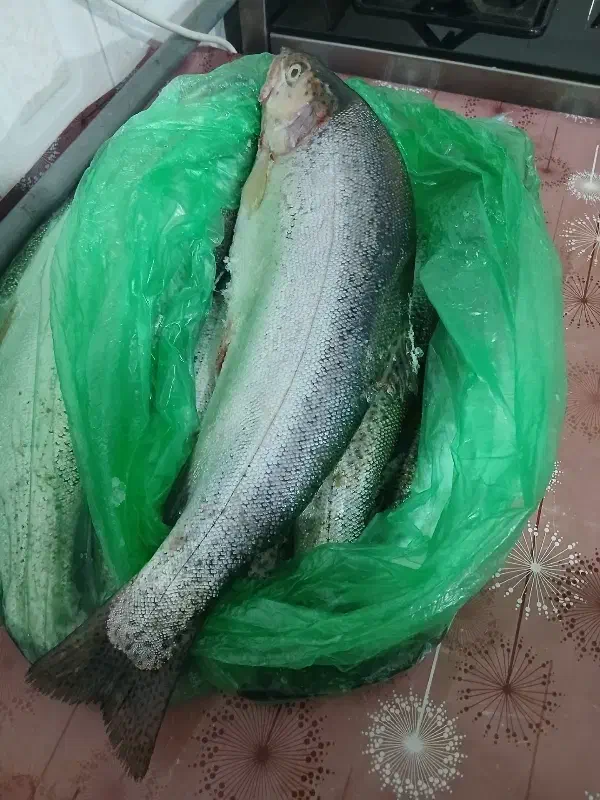 ماهی قزل الا|ماهی|شال, |دیوار