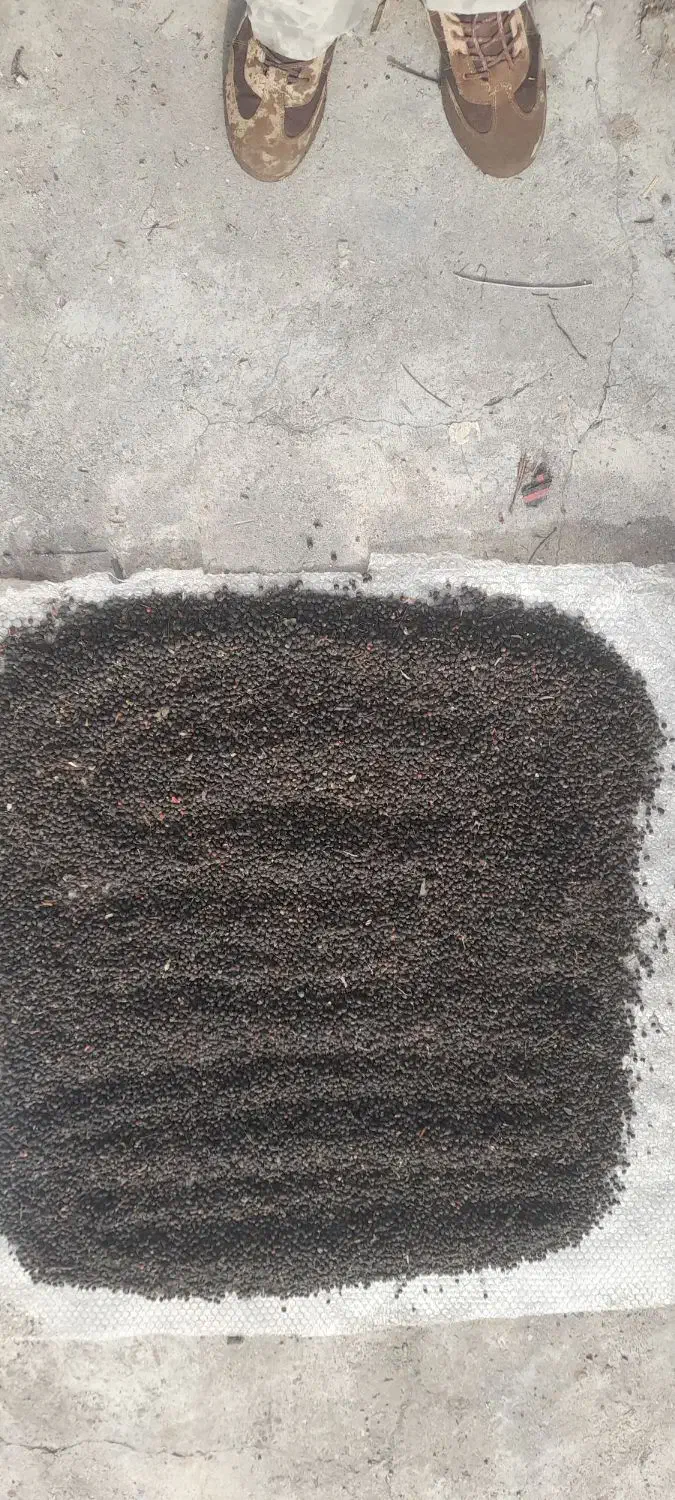 بذر پالم واشنگتن|خدمات باغبانی و درختکاری|کلارآباد, |دیوار