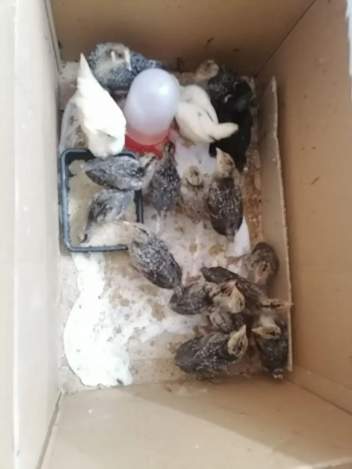 تعدادی جوجه بوقلمون و مرغ و خروس تزئینی|حیوانات مزرعه|مشهد, الهیه|دیوار