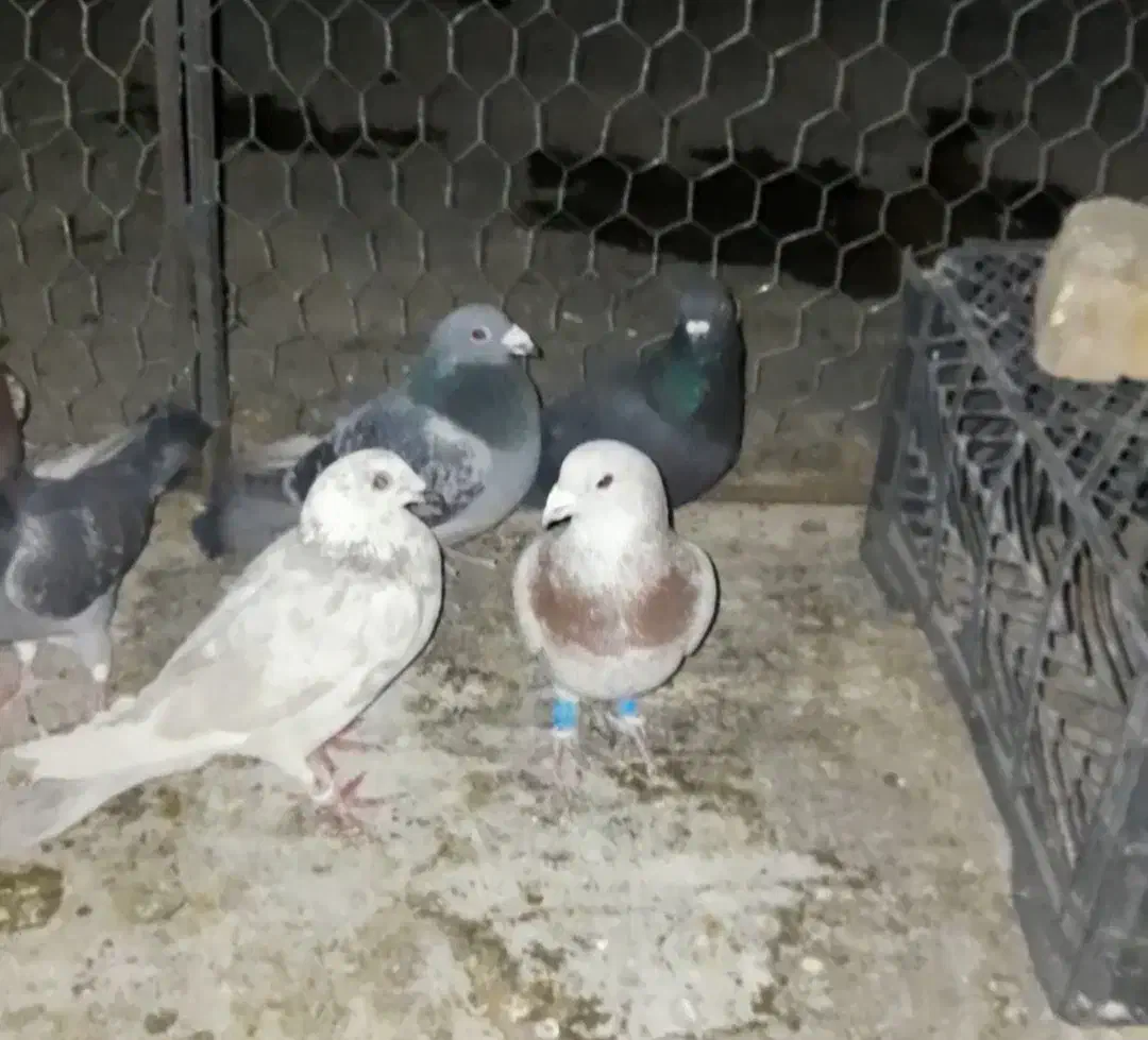 فروش کبوتر پلاکی همه نر بجز یه ماده|پرنده|حسن آباد, |دیوار