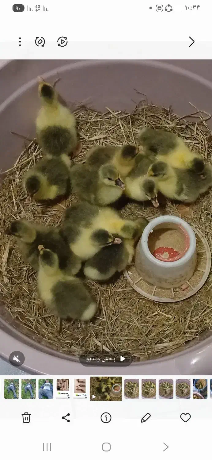 جوجه غاز واردک اسراییلی|حیوانات مزرعه|ساری, |دیوار