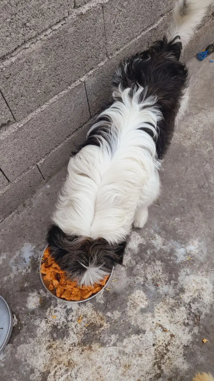 شیتزو نر شناسنامه دار|سگ|آستانه اشرفیه, |دیوار