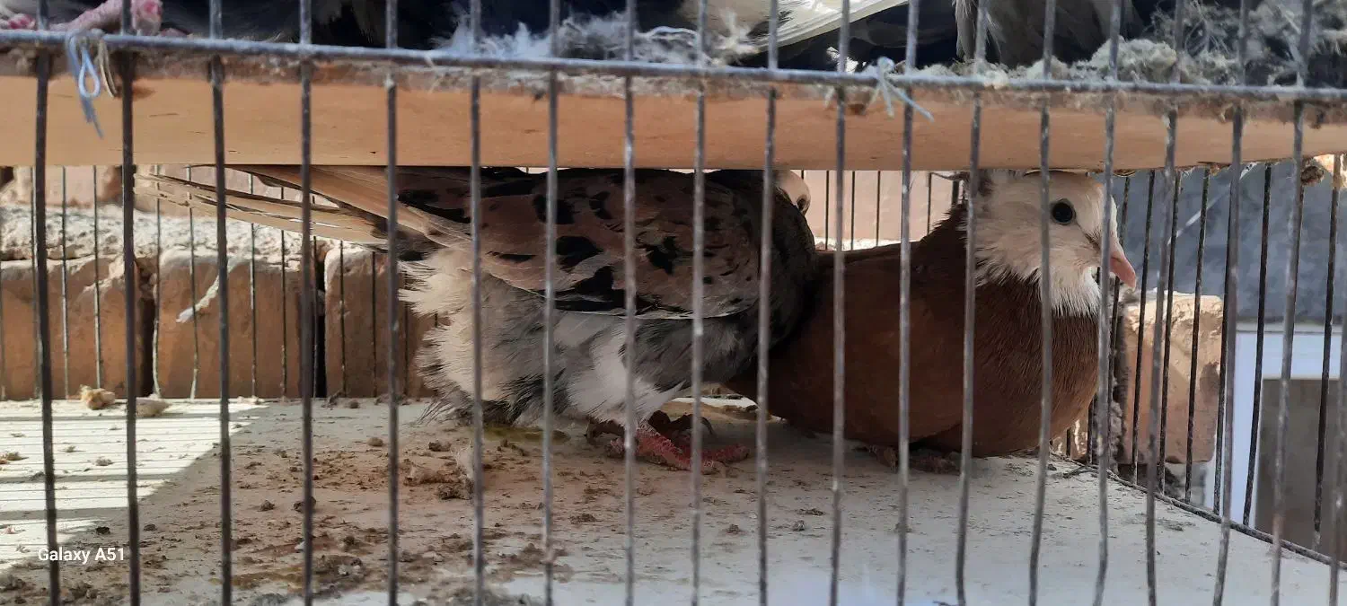 کبوتر زیبا|پرنده|کاشان, قطب راوندی|دیوار