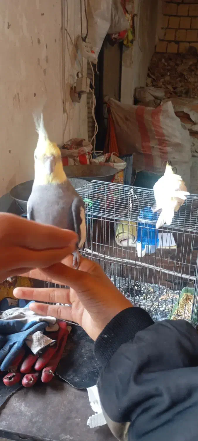 عروس هلندی سخنگو|پرنده|کوهدشت, |دیوار