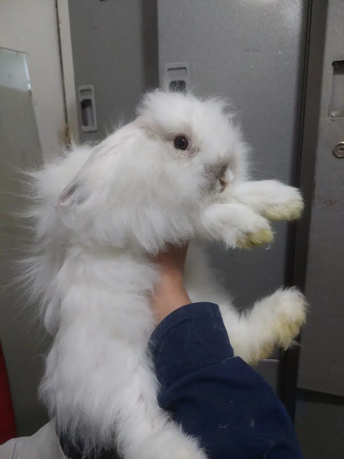 واگذاری خرگوش نر و ماده|موش و خرگوش|تهران, پرواز|دیوار