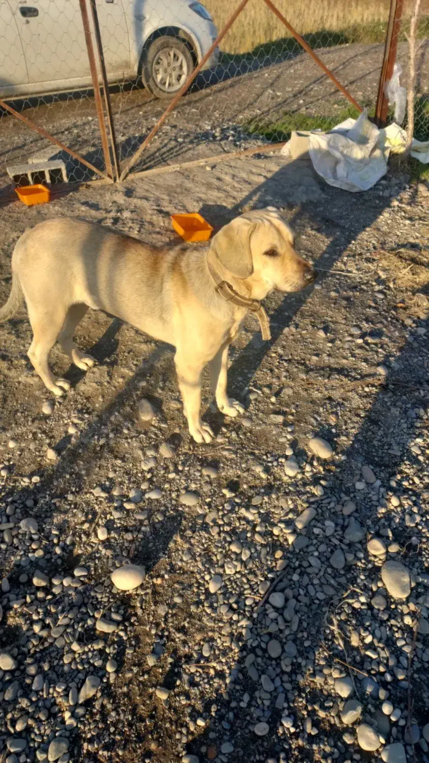 سگ گمشده|حیوانات|کلاچای, |دیوار