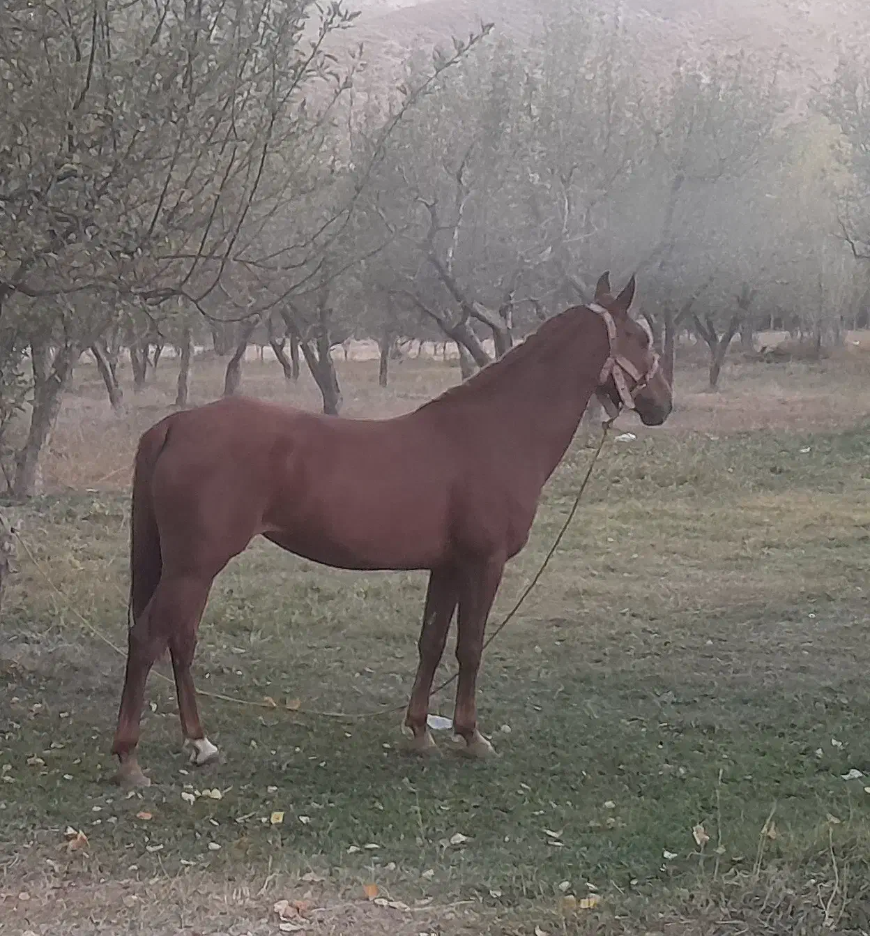 اسب|اسب و تجهیزات اسبسواری|تبریز, |دیوار