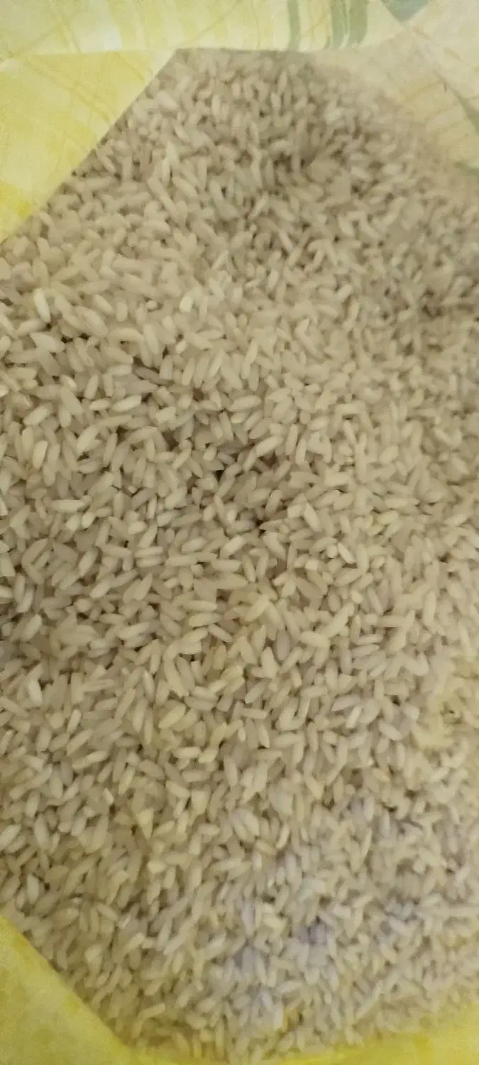 برنج عنبر خوزستان شعیبیه شوشتر|خوردنی و آشامیدنی|کارون, |دیوار