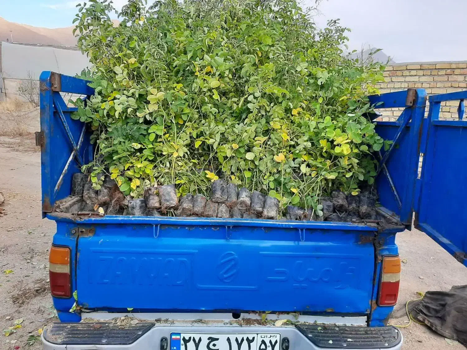 نهال گلمحمدی|خدمات باغبانی و درختکاری|شازند, |دیوار