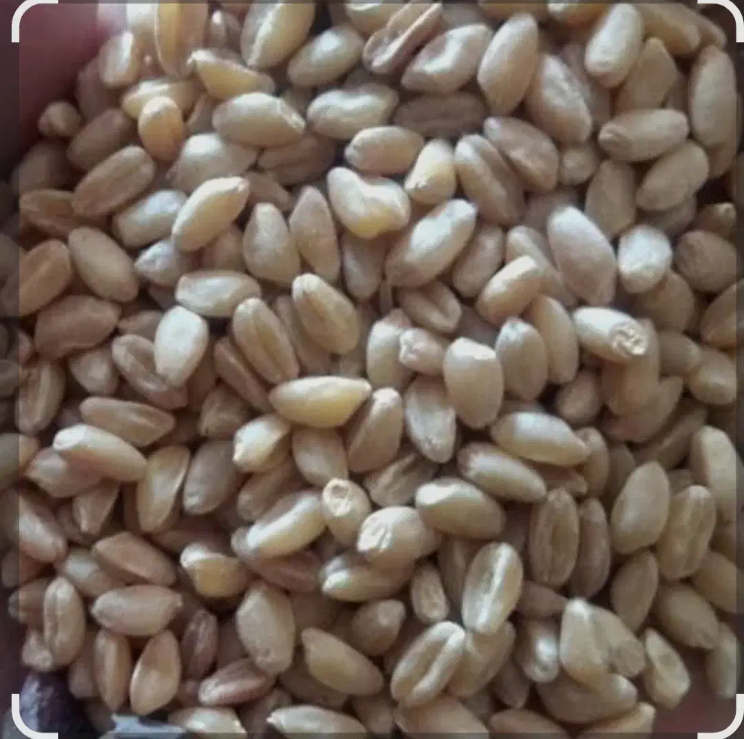 محصولات کشاورزی|خدمات باغبانی و درختکاری|شوشتر, |دیوار