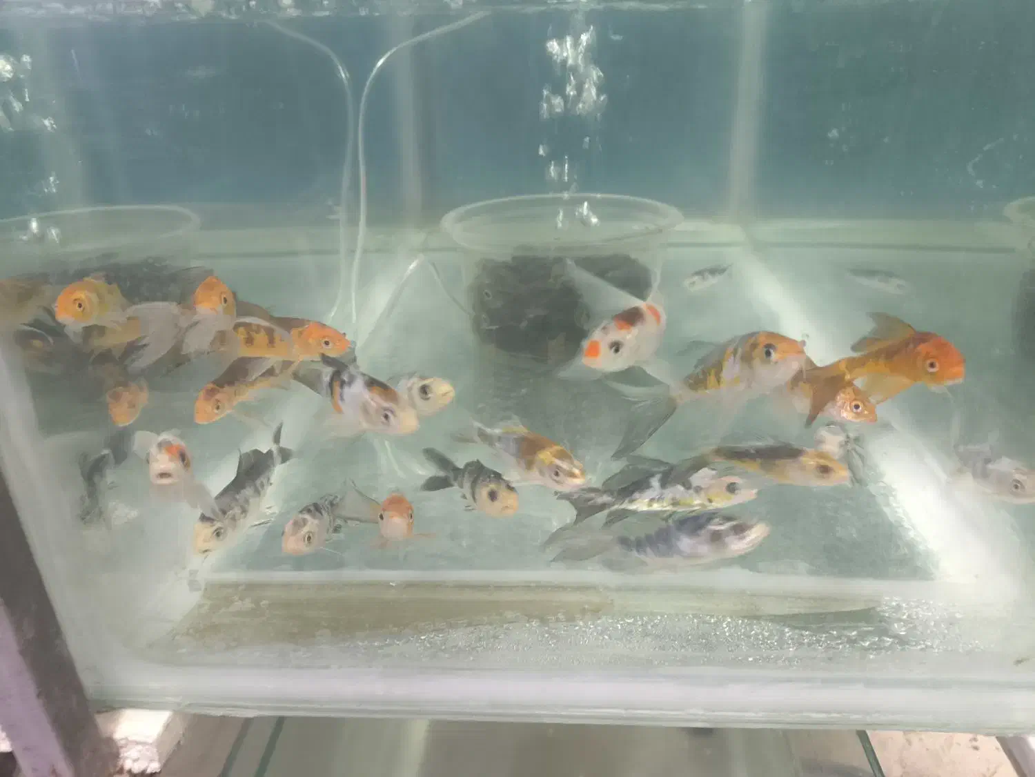 ماهی آکواریومی گلدفیش و کوی|ماهی|قائمشهر, |دیوار