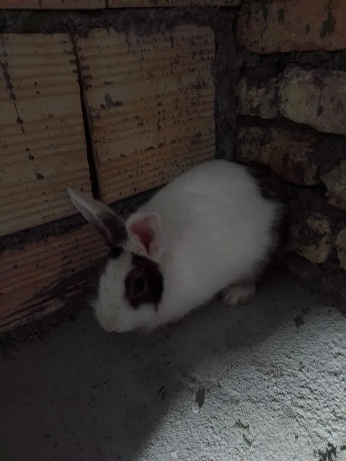 خرگوش|موش و خرگوش|الیگودرز, |دیوار