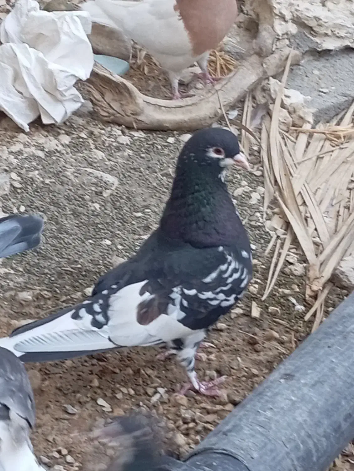 پرنده رنگی|پرنده|شیراز, کوشک میدان|دیوار